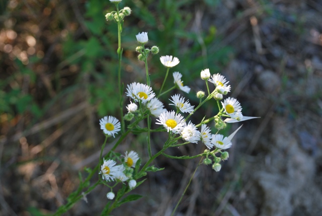 Erigeron annus